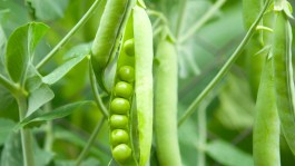 Mazăre