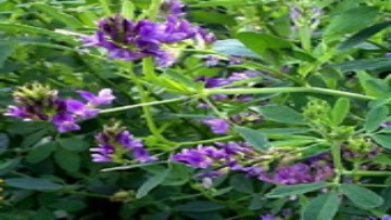 Lucernă