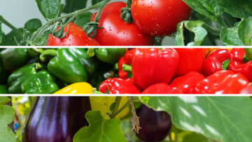 Solanaceae (tomate, ardei, vinete)