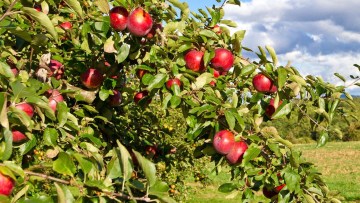 Pomi fructiferi