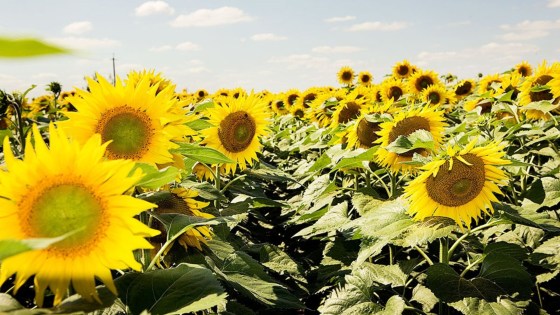 Sistemul de producție Clearfield® Plus la floarea-soarelui